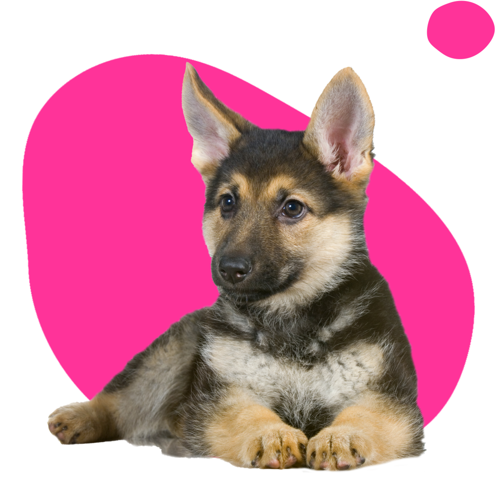 Ruff Cuts Dog Grooming Belfast