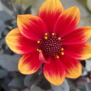Milltown Garden Centre