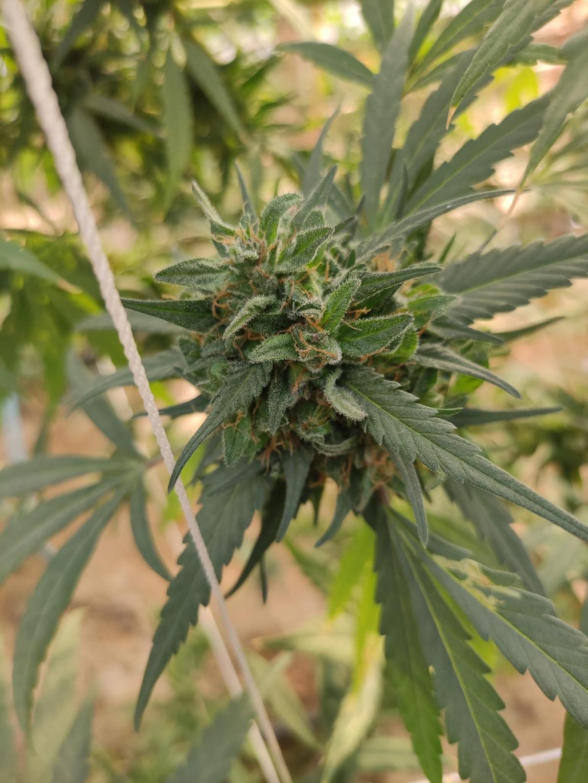 Buds beyond THC leaf