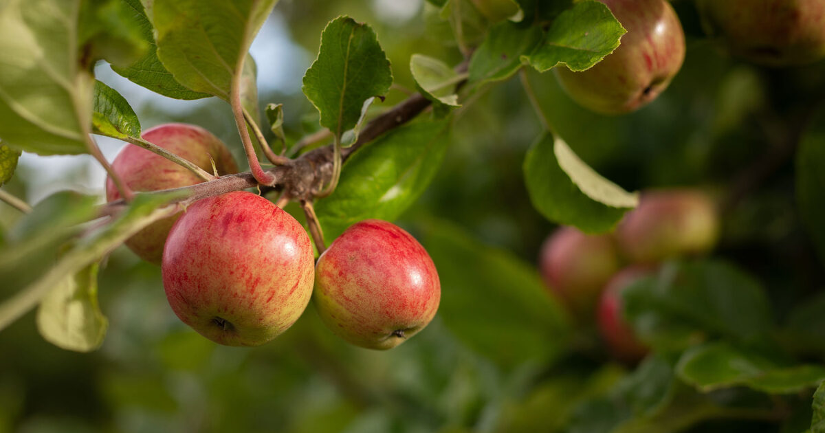 Highbank Orchards