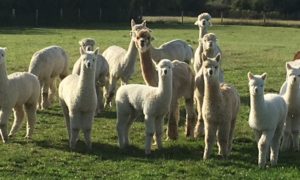 Tinryland Alpacas