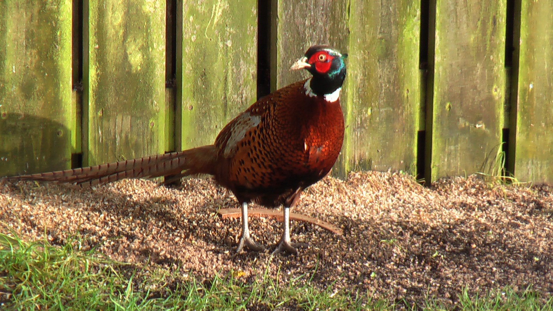 Wild Bird Food Shop Northern Ireland & Garden Fireworks