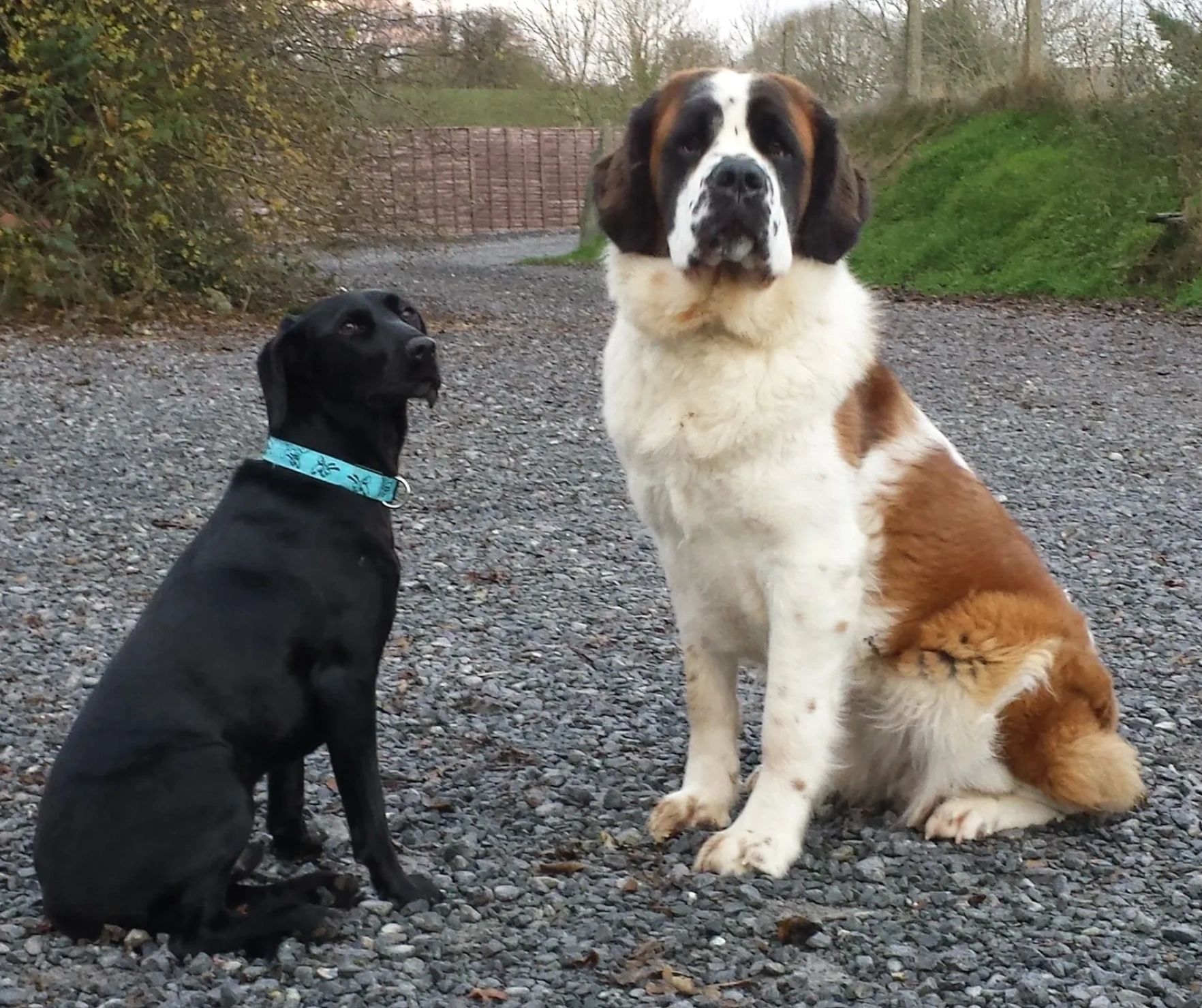 Hollybarn Dog Training Puppy Training, Behaviour and Home from Home Boarding Ireland