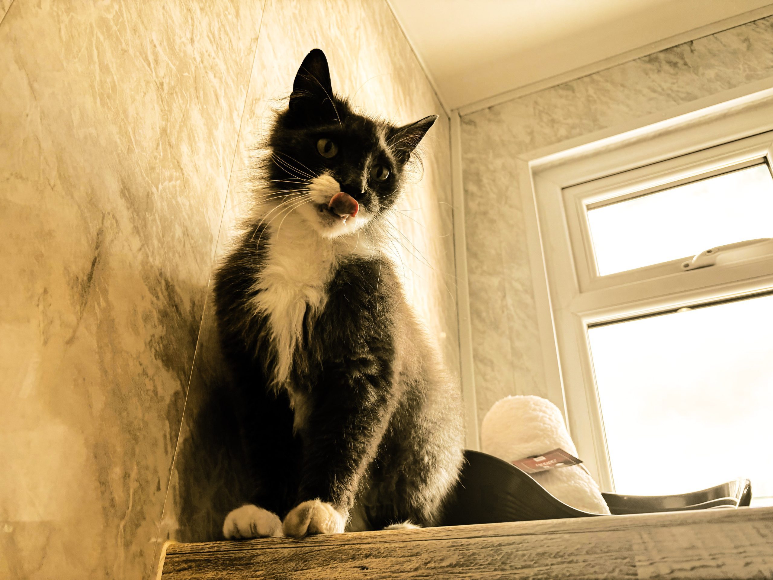 Alley Kat Hotel