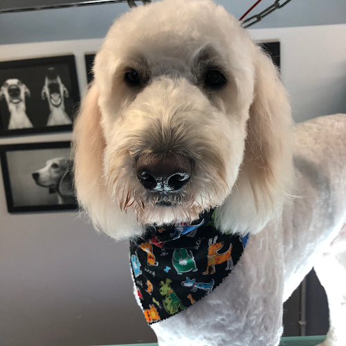 Pooched Professional Dog Grooming