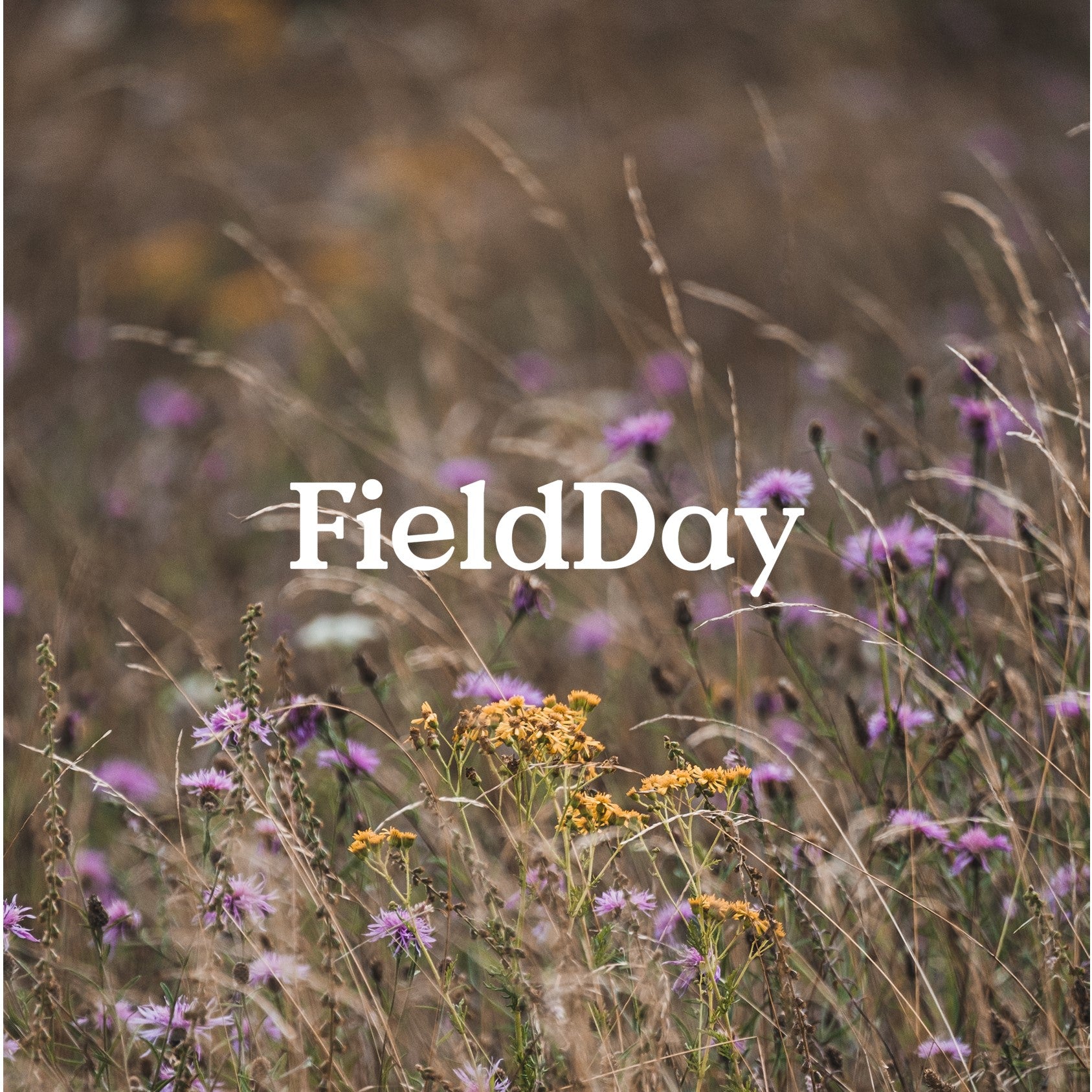 Field Day Ireland