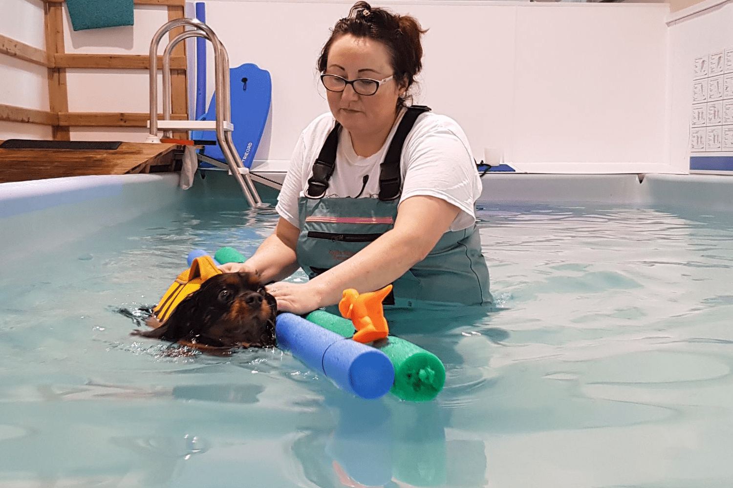 Vet Rehab Ni Ltd