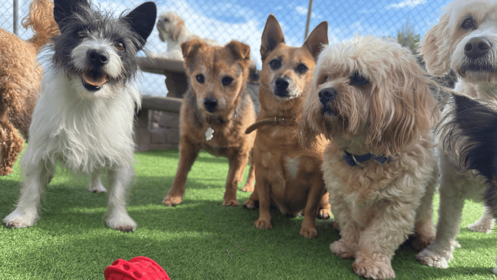 Little Paw Hotel, Daycare & Grooming