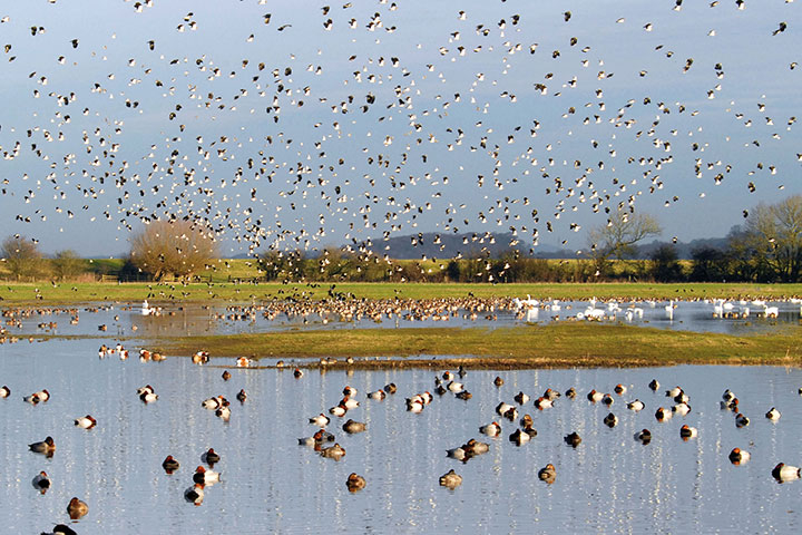 The Wildfowl & Wetlands Trust