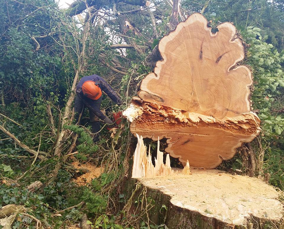 Noble tree service