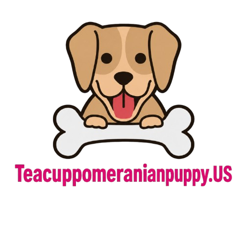 Teacup Pomeranian Puppy