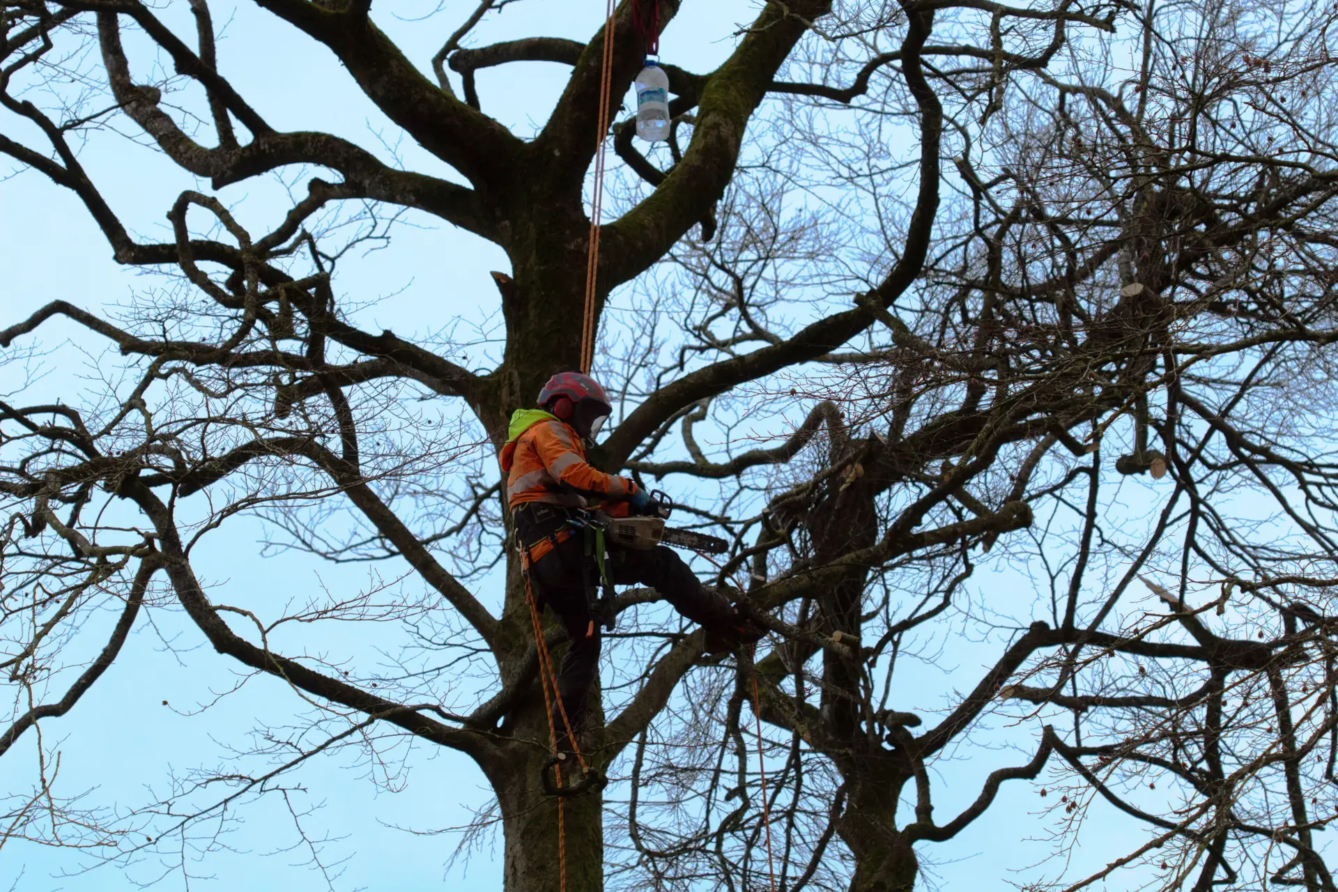 All Cork Tree Surgery