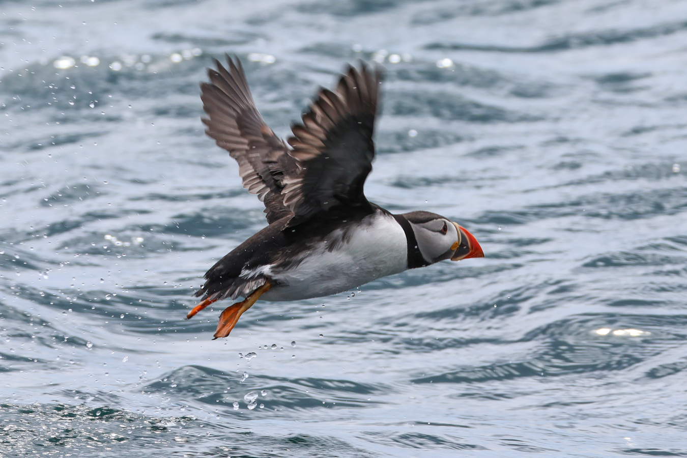 Saltee Sea Safaris