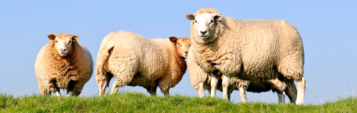 Ballygawley Veterinary Clinic - Pomeroy