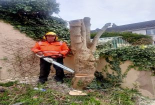Tree surgeons cork ,& glanmire