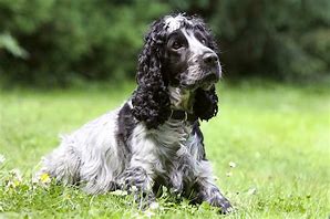 Cregagh Road Pet Care