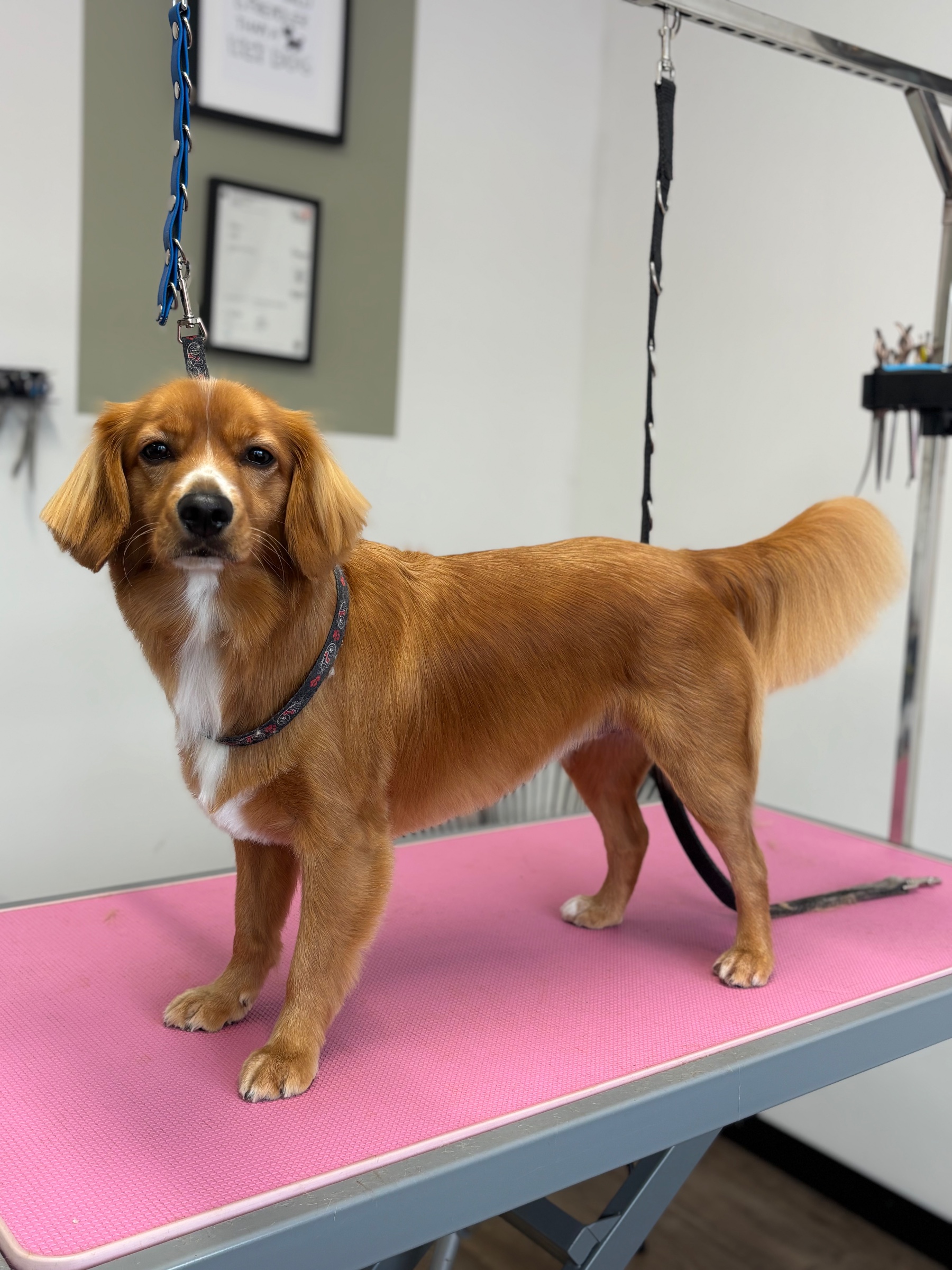 Tilly at Shampooch Grooming