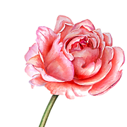 Rustique Rosie