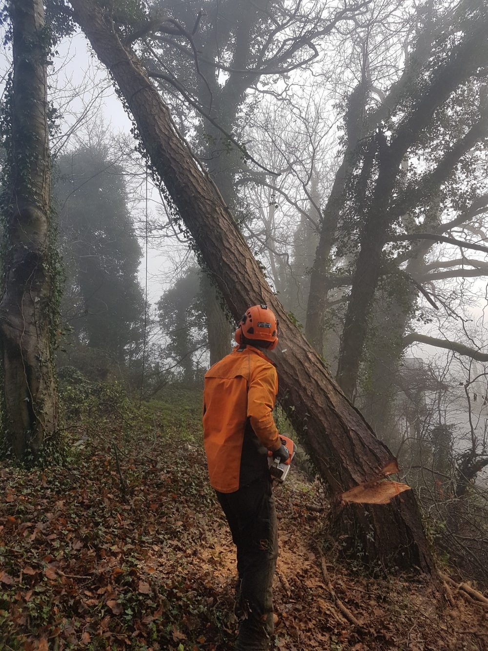 Chris Auld Tree Services