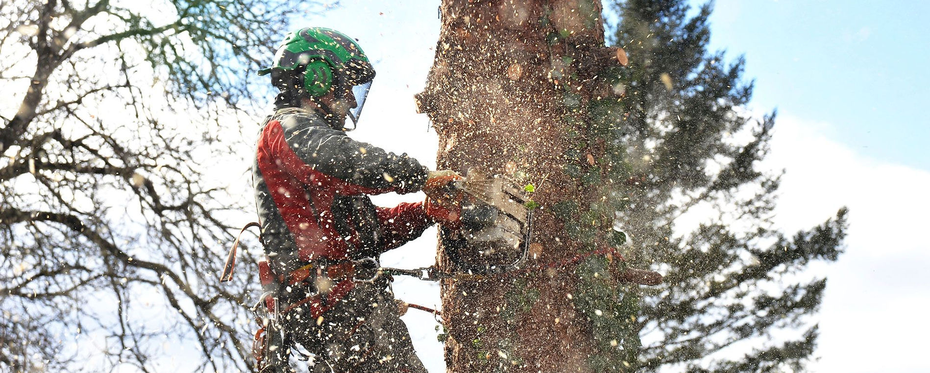 Scanlon Tree Services