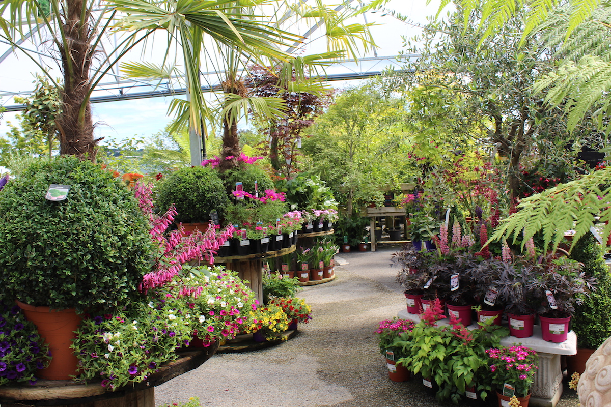 Doyle's Nursery & Garden Centre