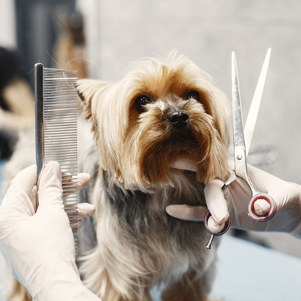 Wags Grooming