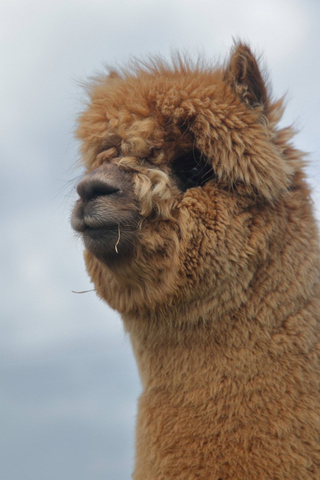 Wexford Alpacas