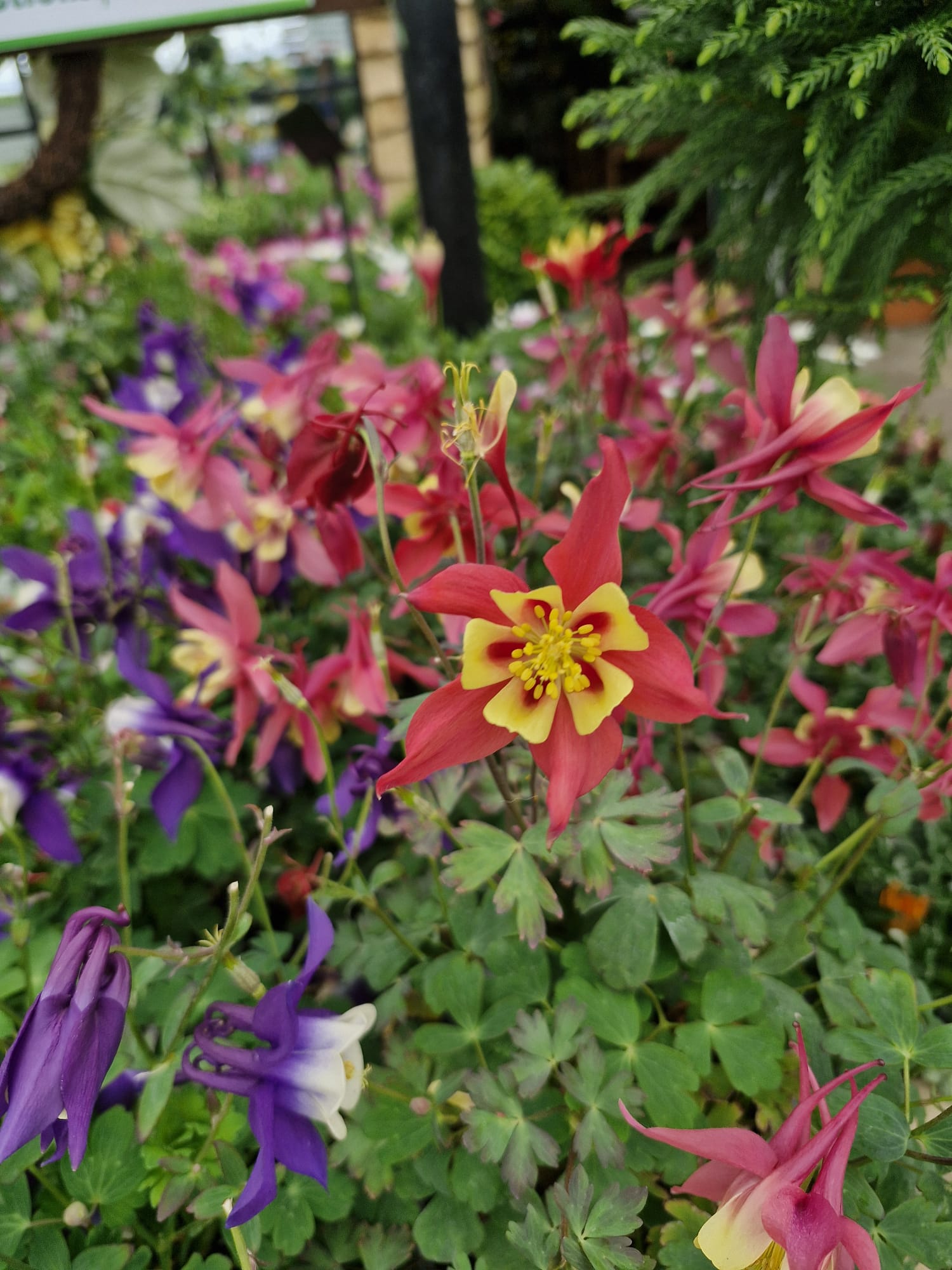 Keane's Garden Centre, Kilcolgan