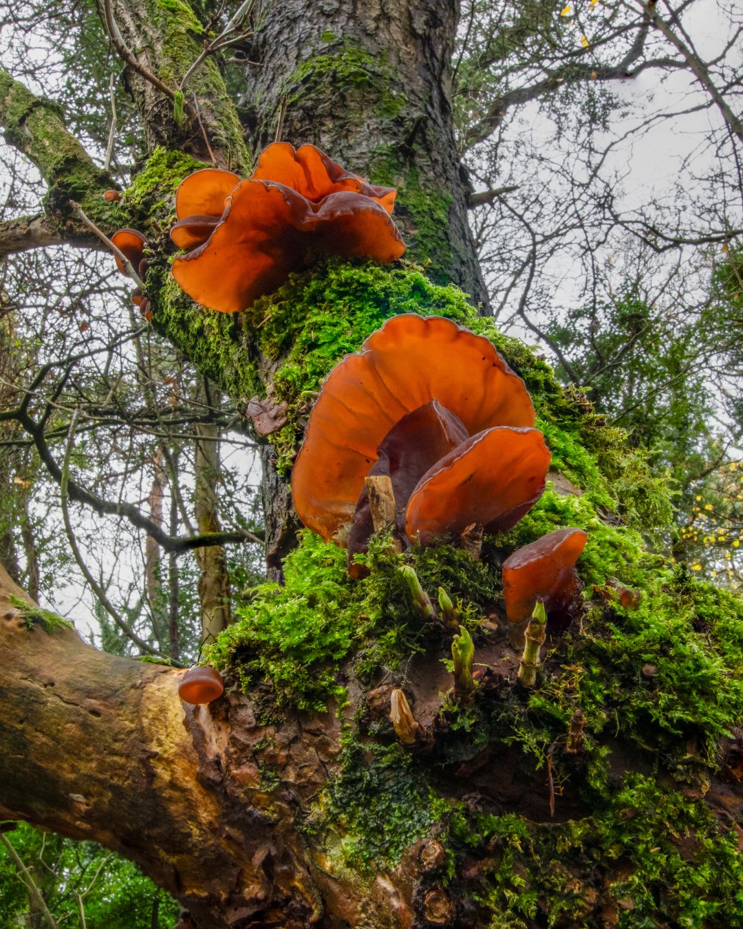 Irish Trees