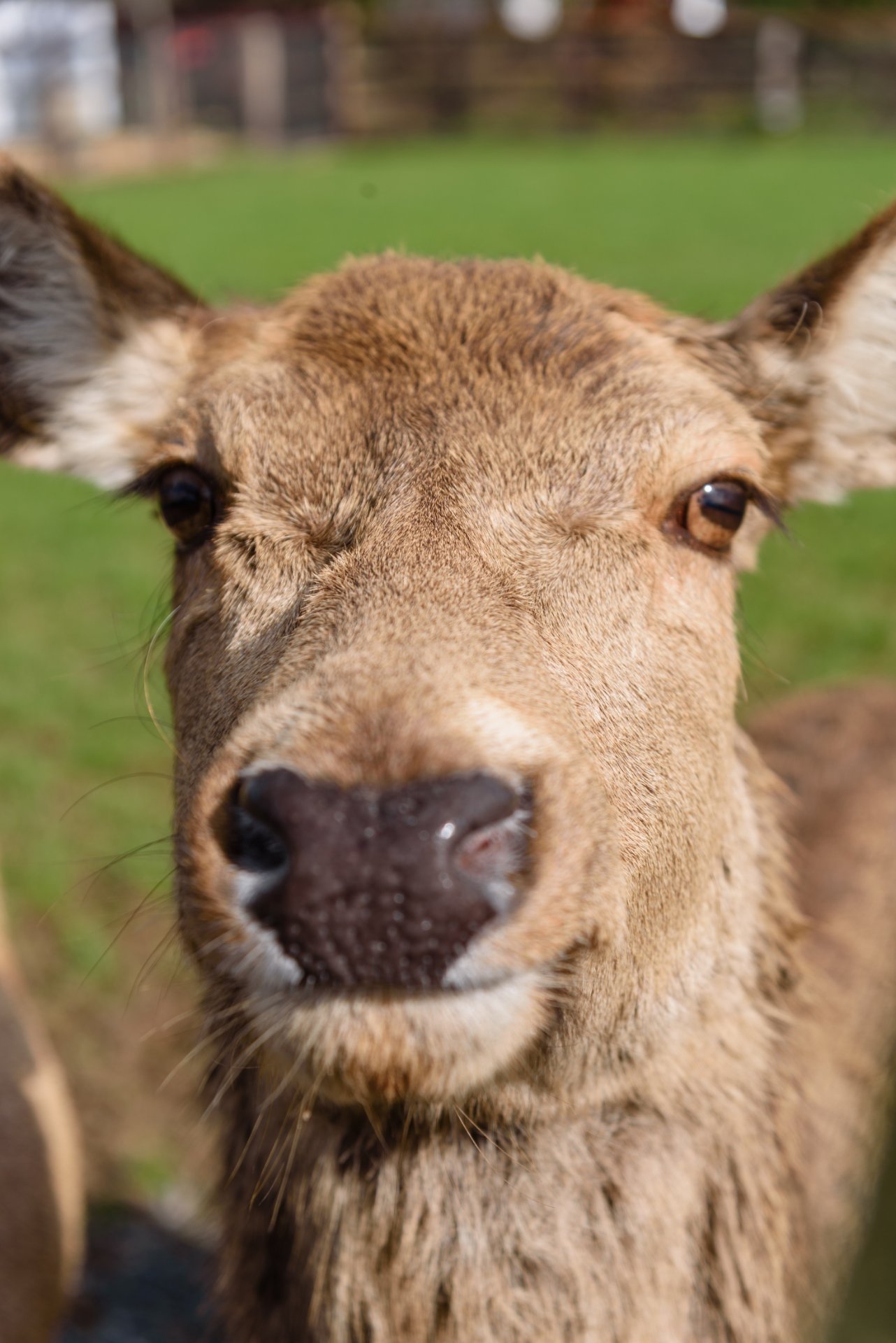 Kildare Farm Foods, Open Farm & Shop