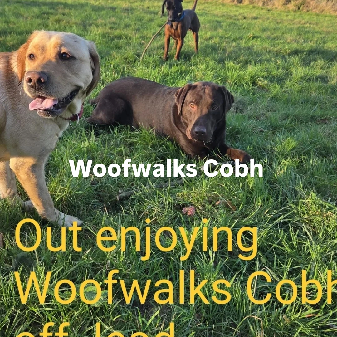 Woofwalks Cobh