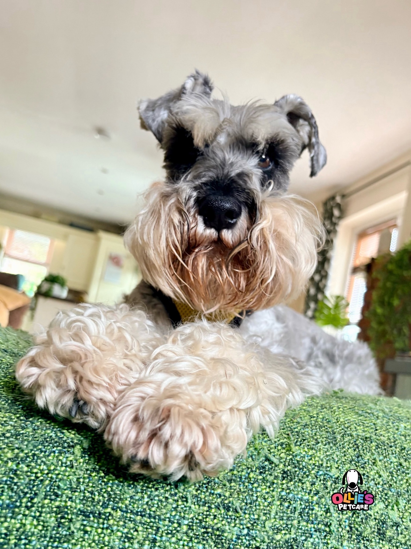 Ollie's Petcare
