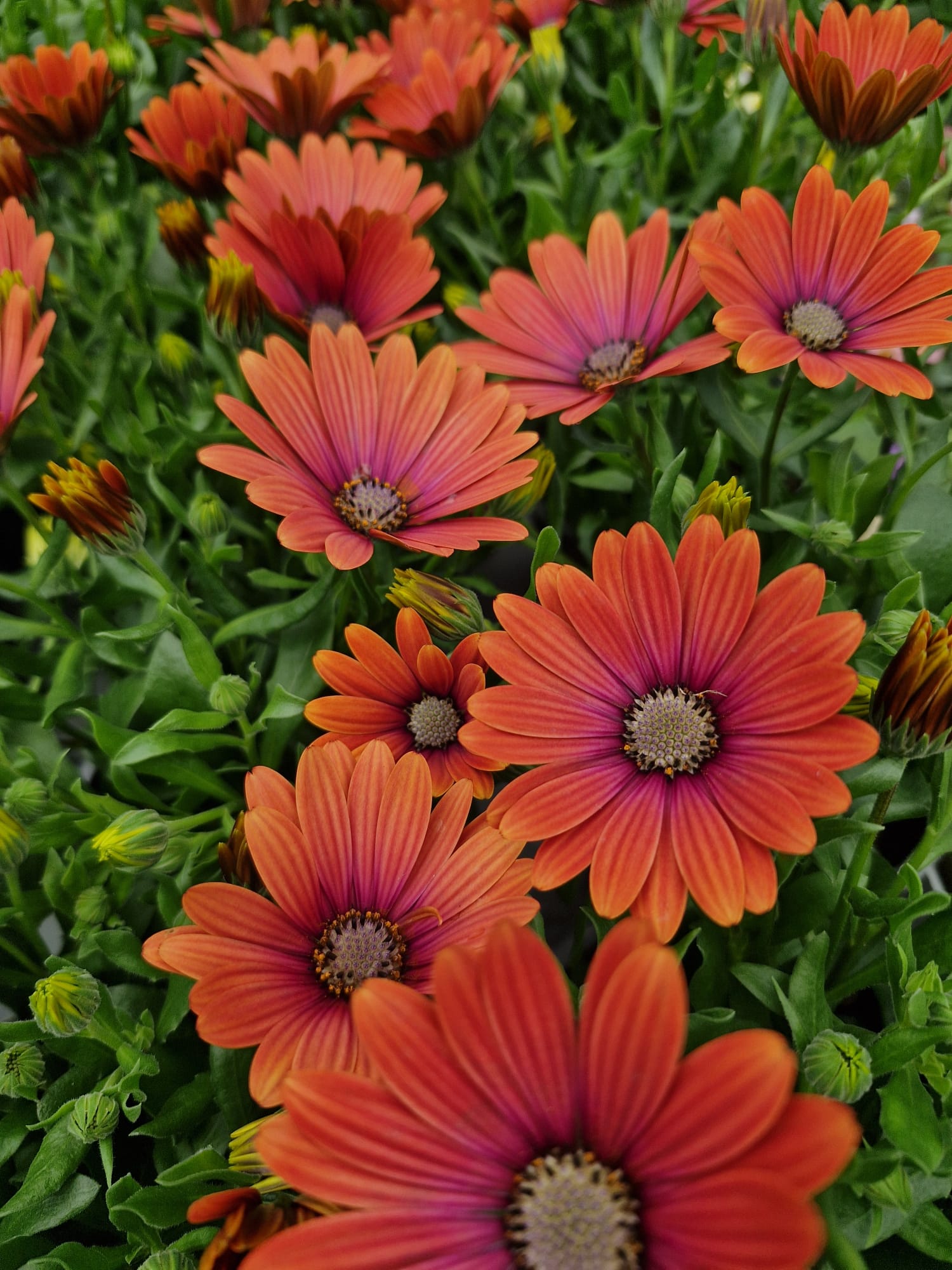 Keane's Garden Centre, Kilcolgan