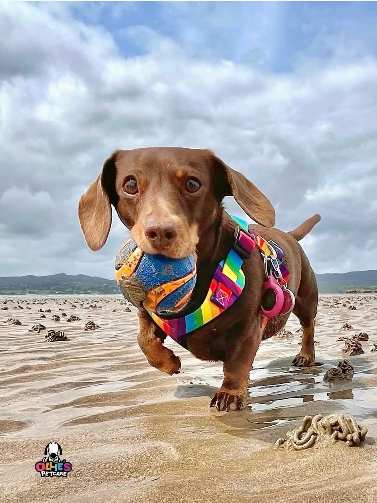 Ollie's Petcare