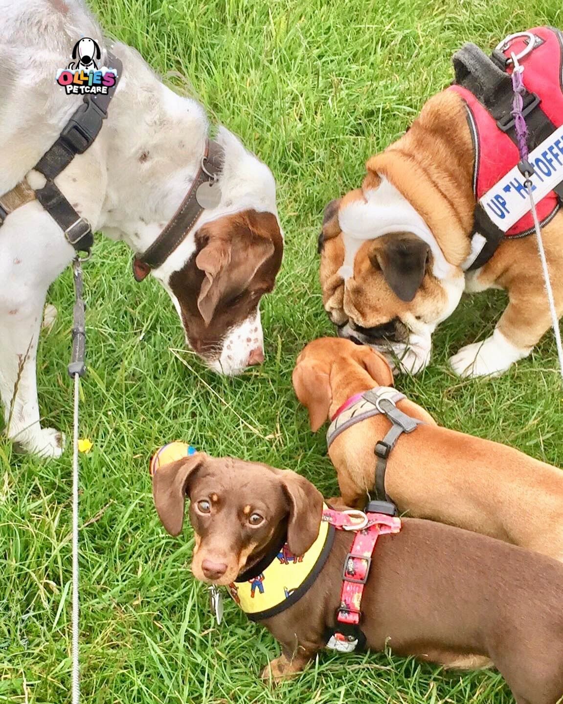 Ollie's Petcare