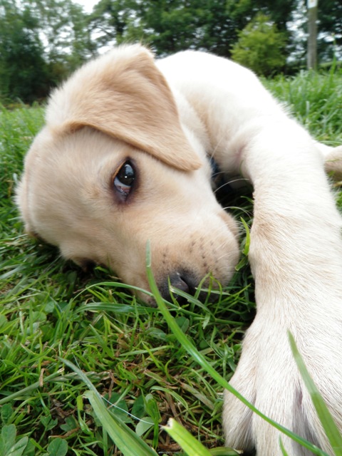 Hollybarn Dog Training Puppy Training, Behaviour and Home from Home Boarding Ireland