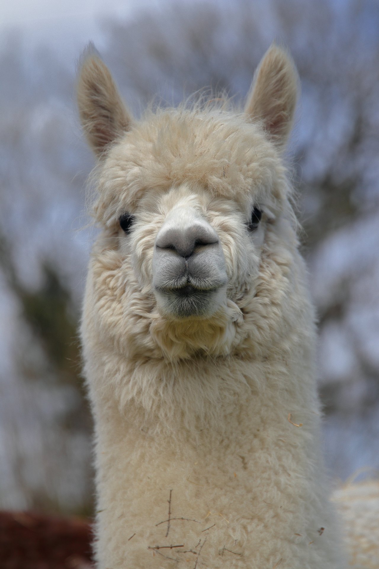 Wexford Alpacas
