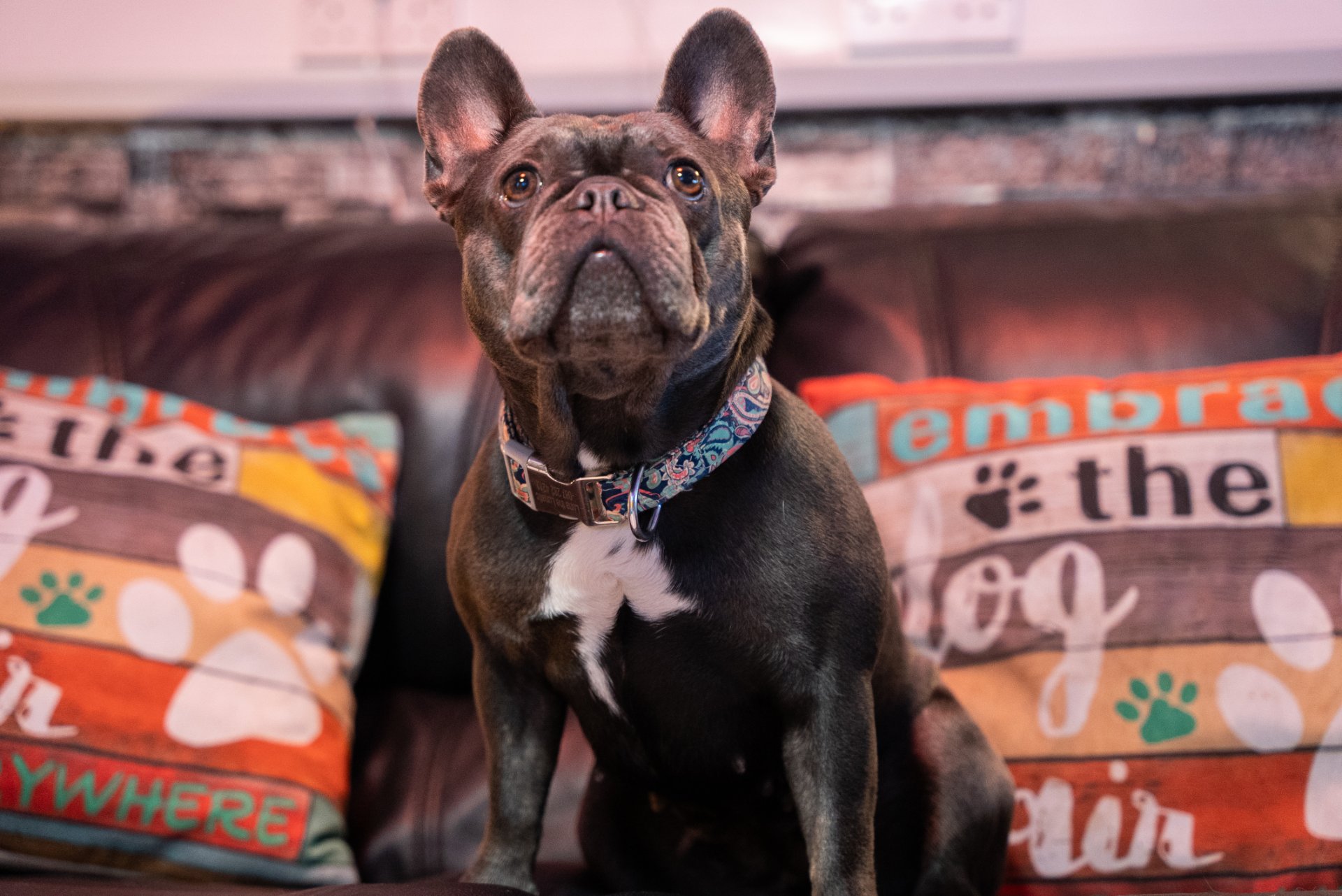 Tralee Boarding Kennels & Cattery @The Granary