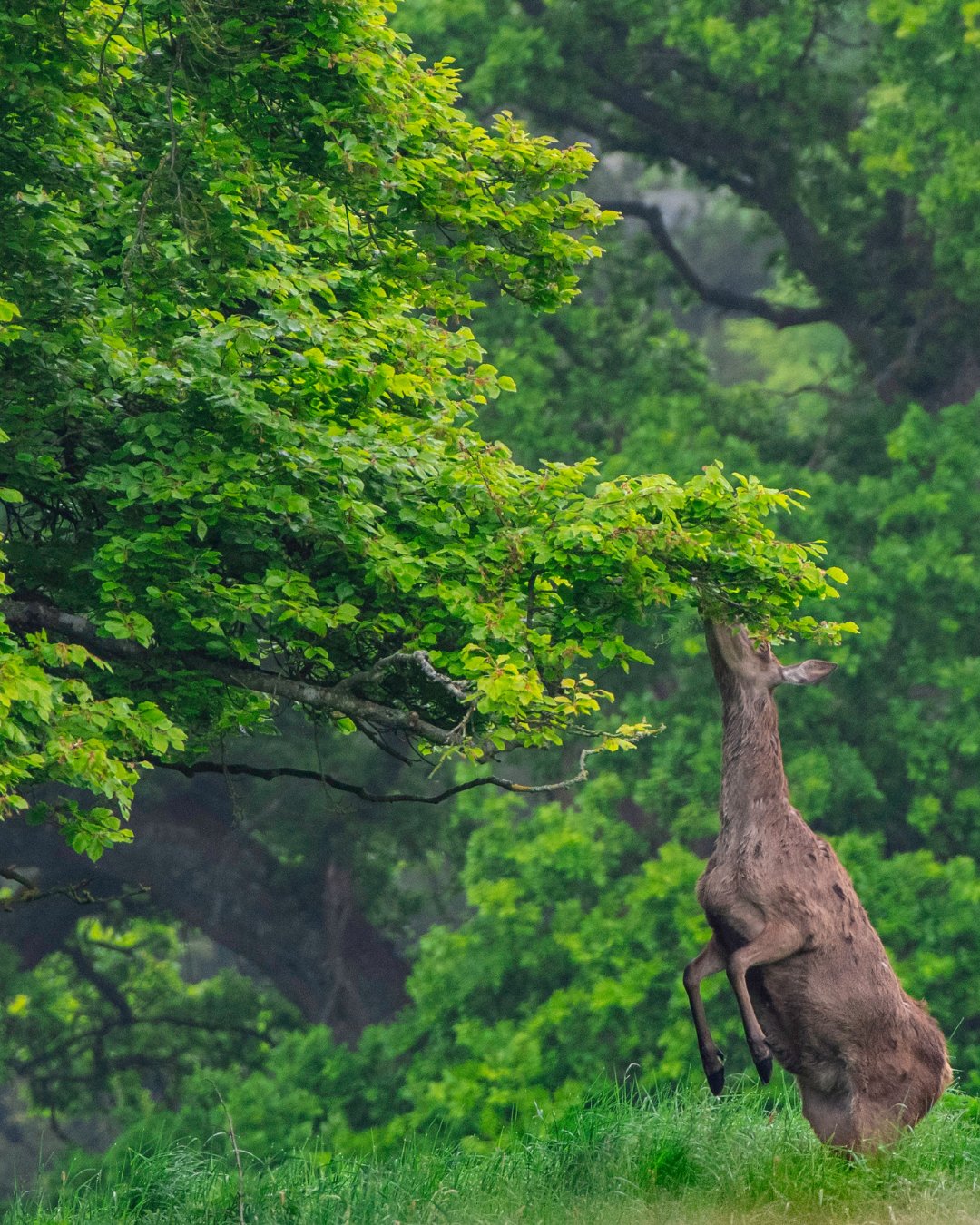 Irish Trees