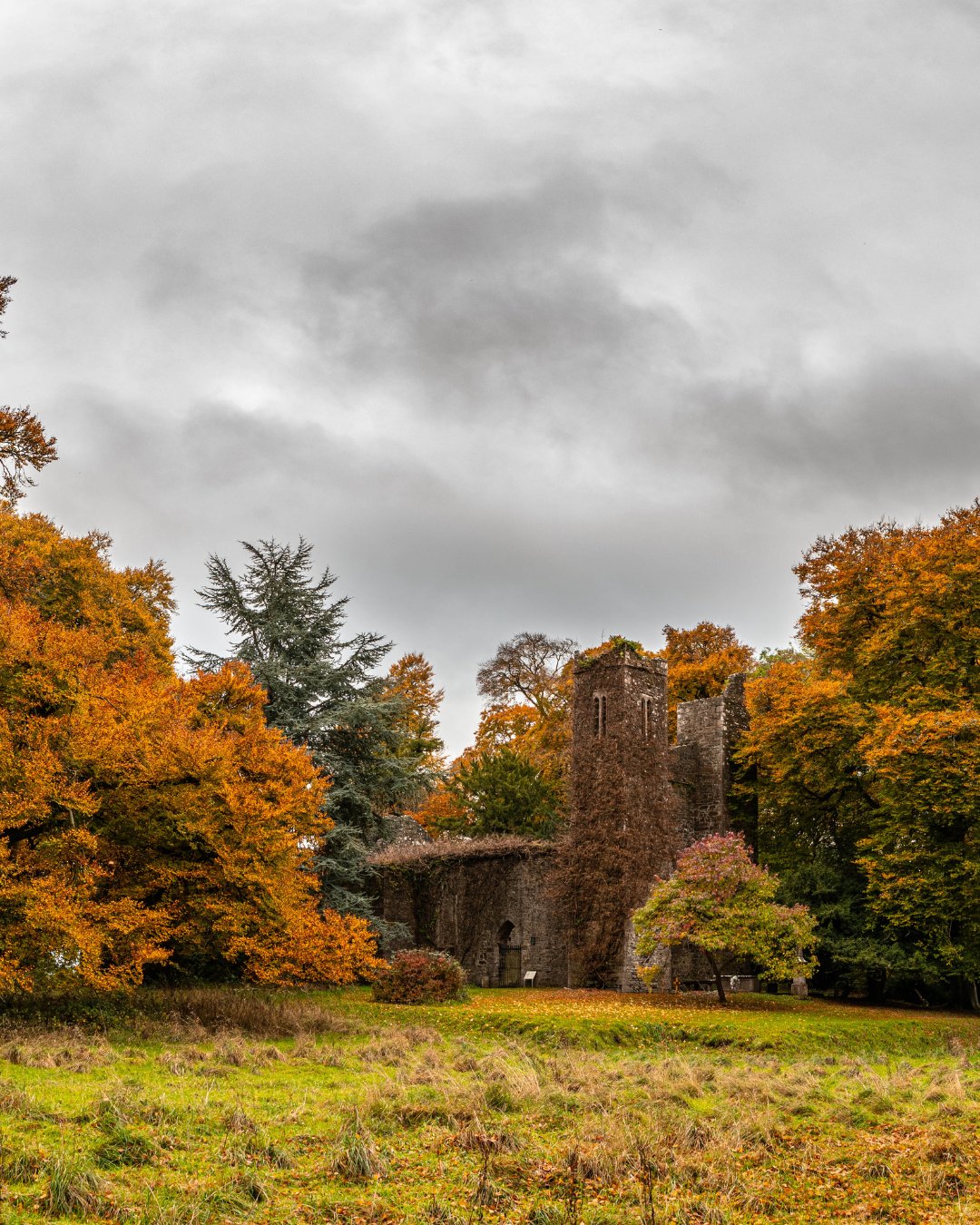 Irish Trees