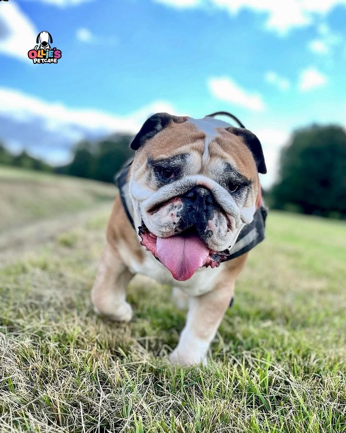 Ollie's Petcare