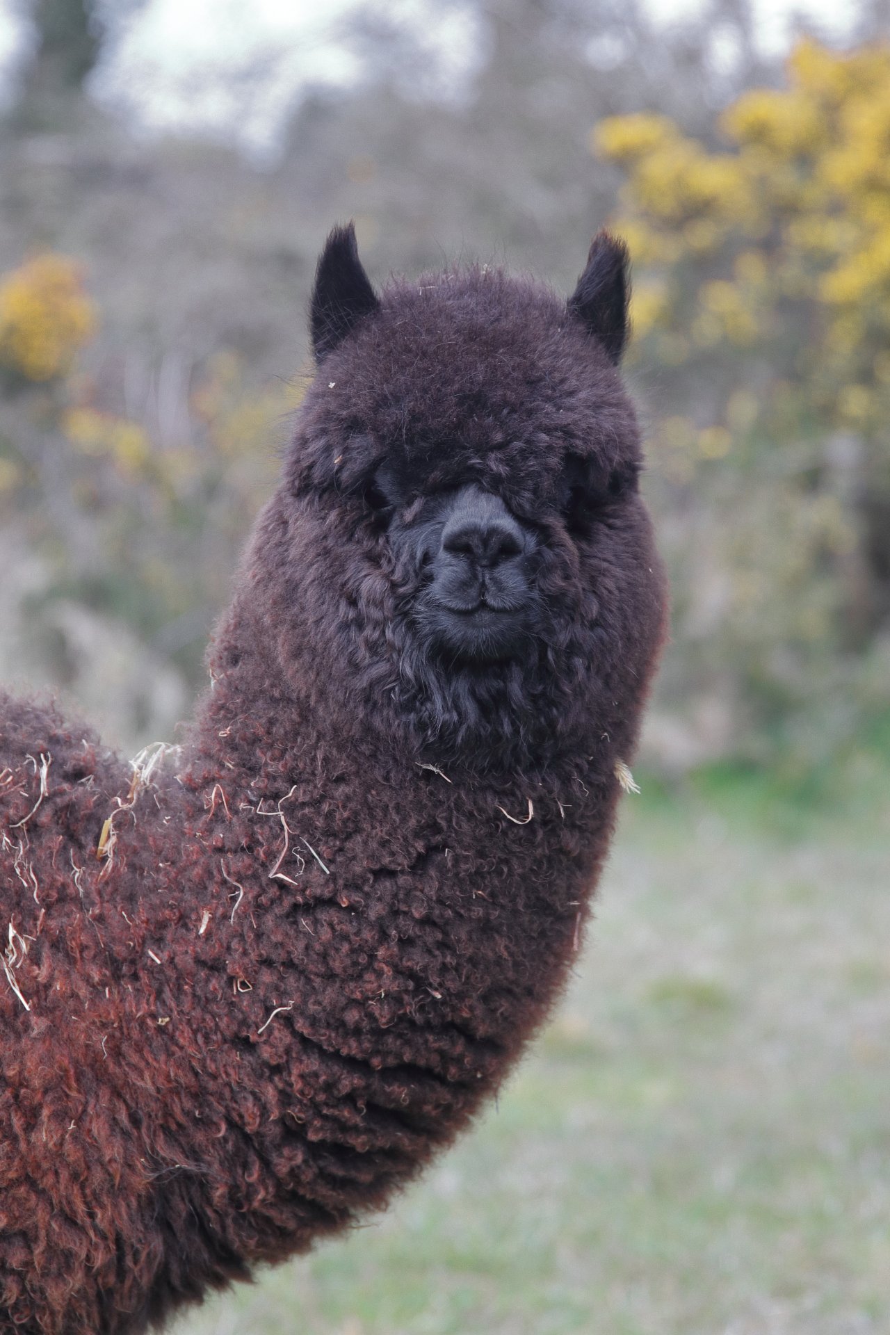 Wexford Alpacas