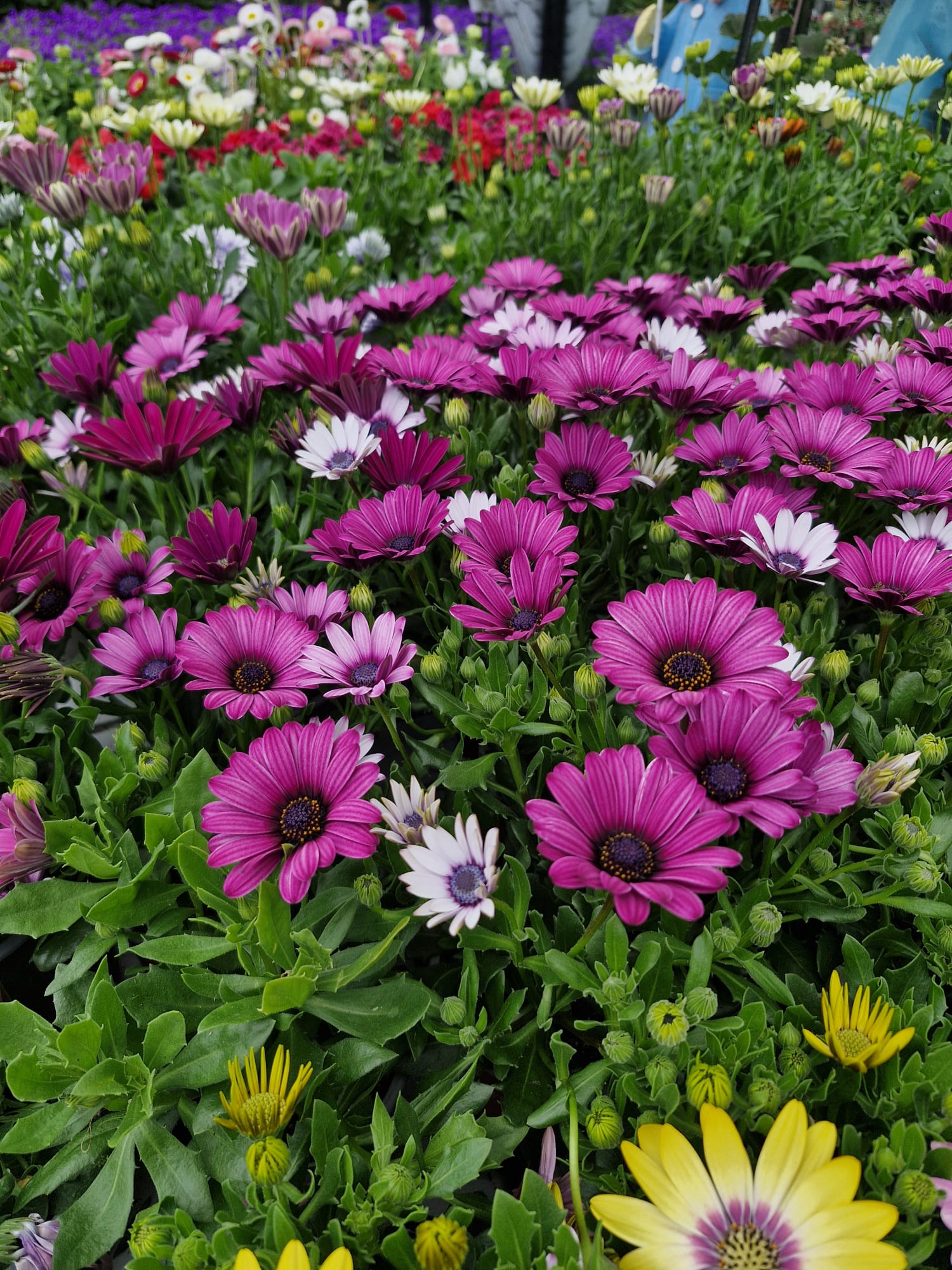 Keane's Garden Centre, Kilcolgan