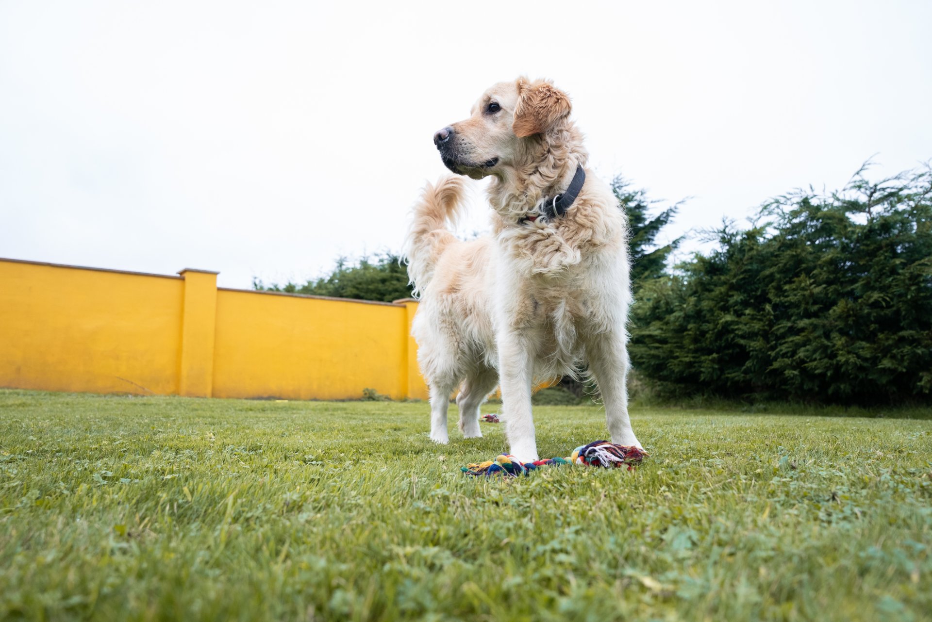 Tralee Boarding Kennels & Cattery @The Granary