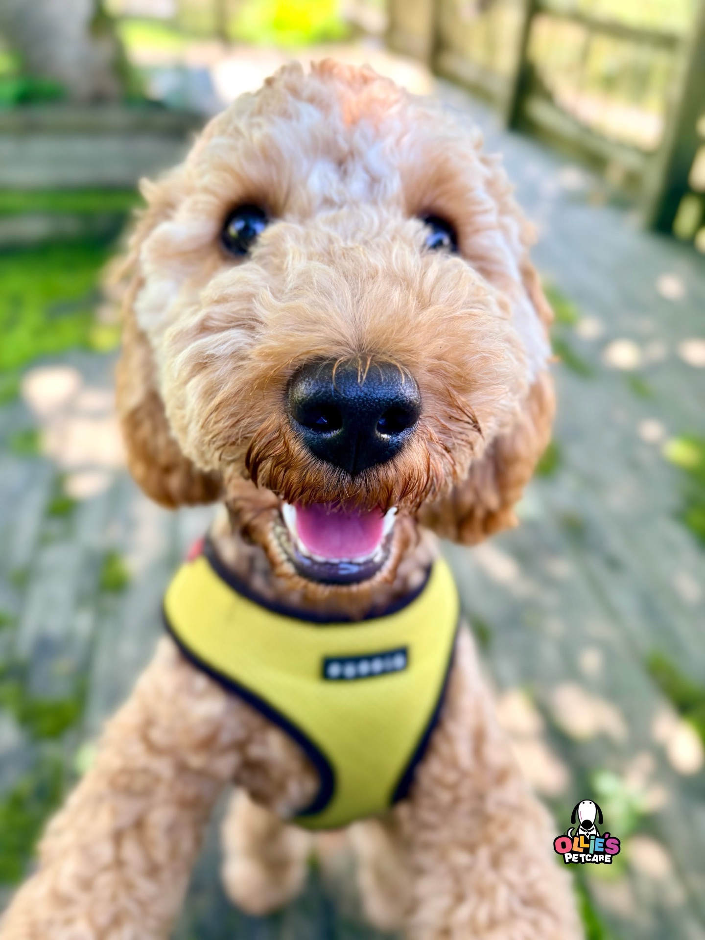 Ollie's Petcare