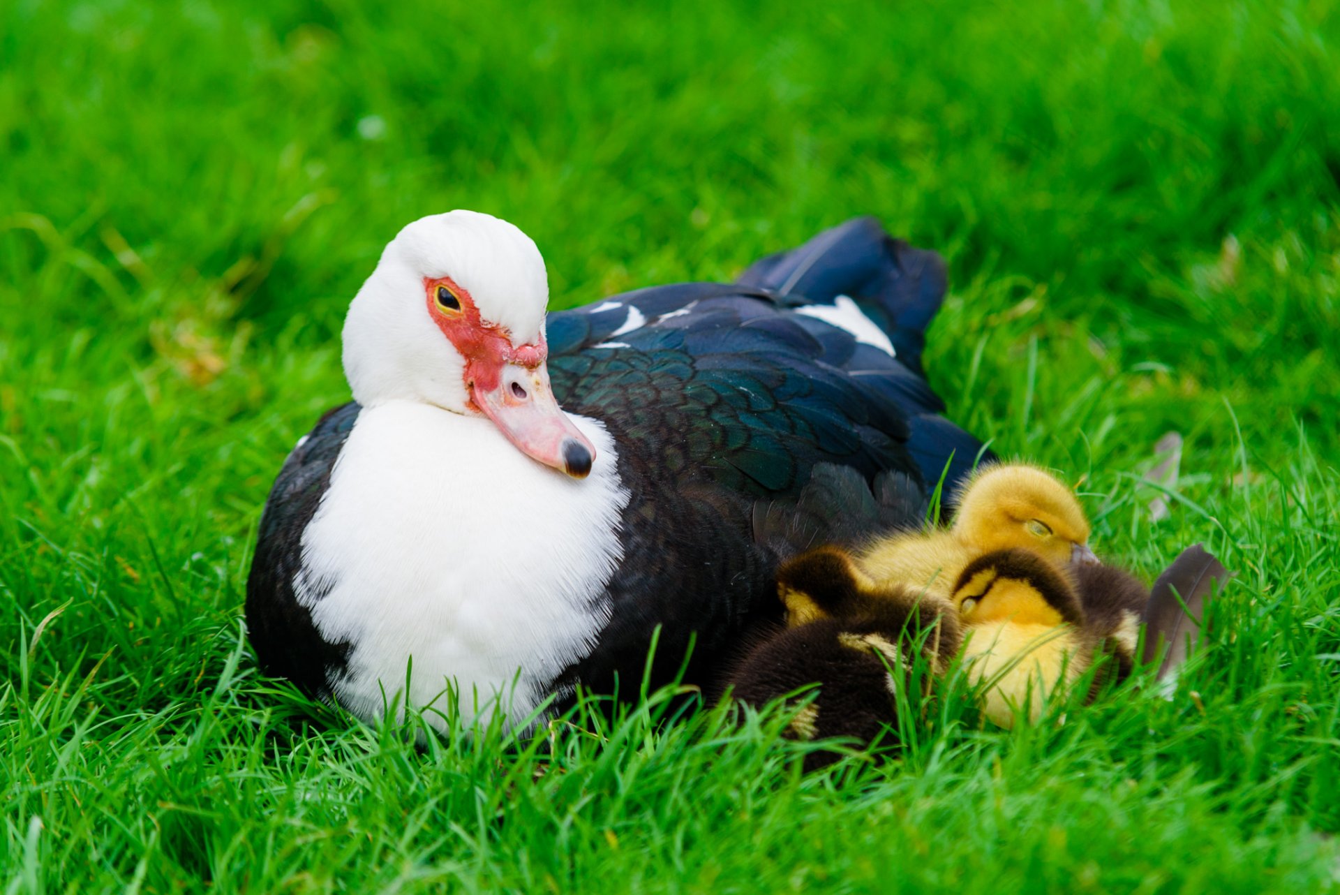 Kildare Farm Foods, Open Farm & Shop