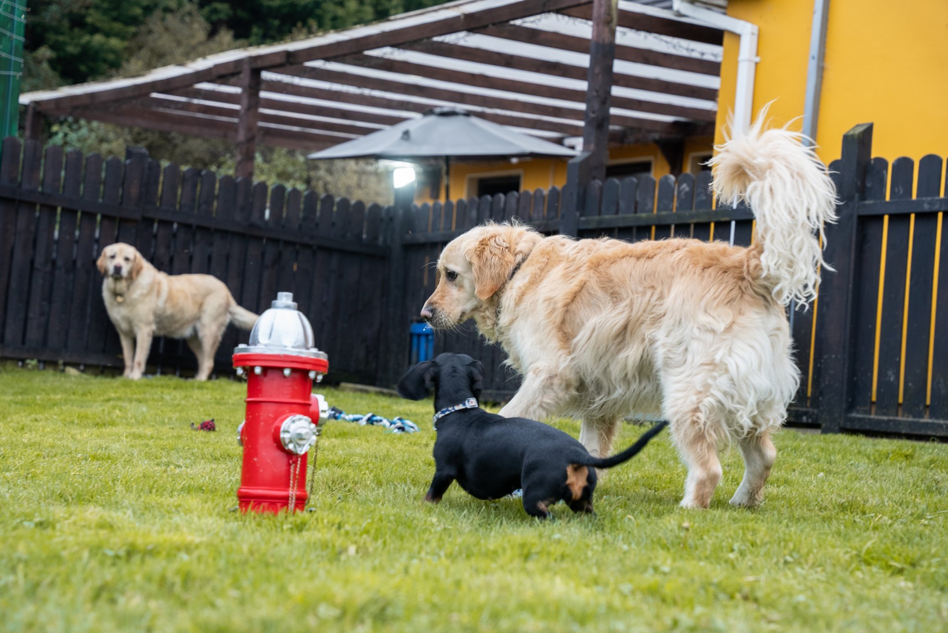 Tralee Boarding Kennels & Cattery @The Granary