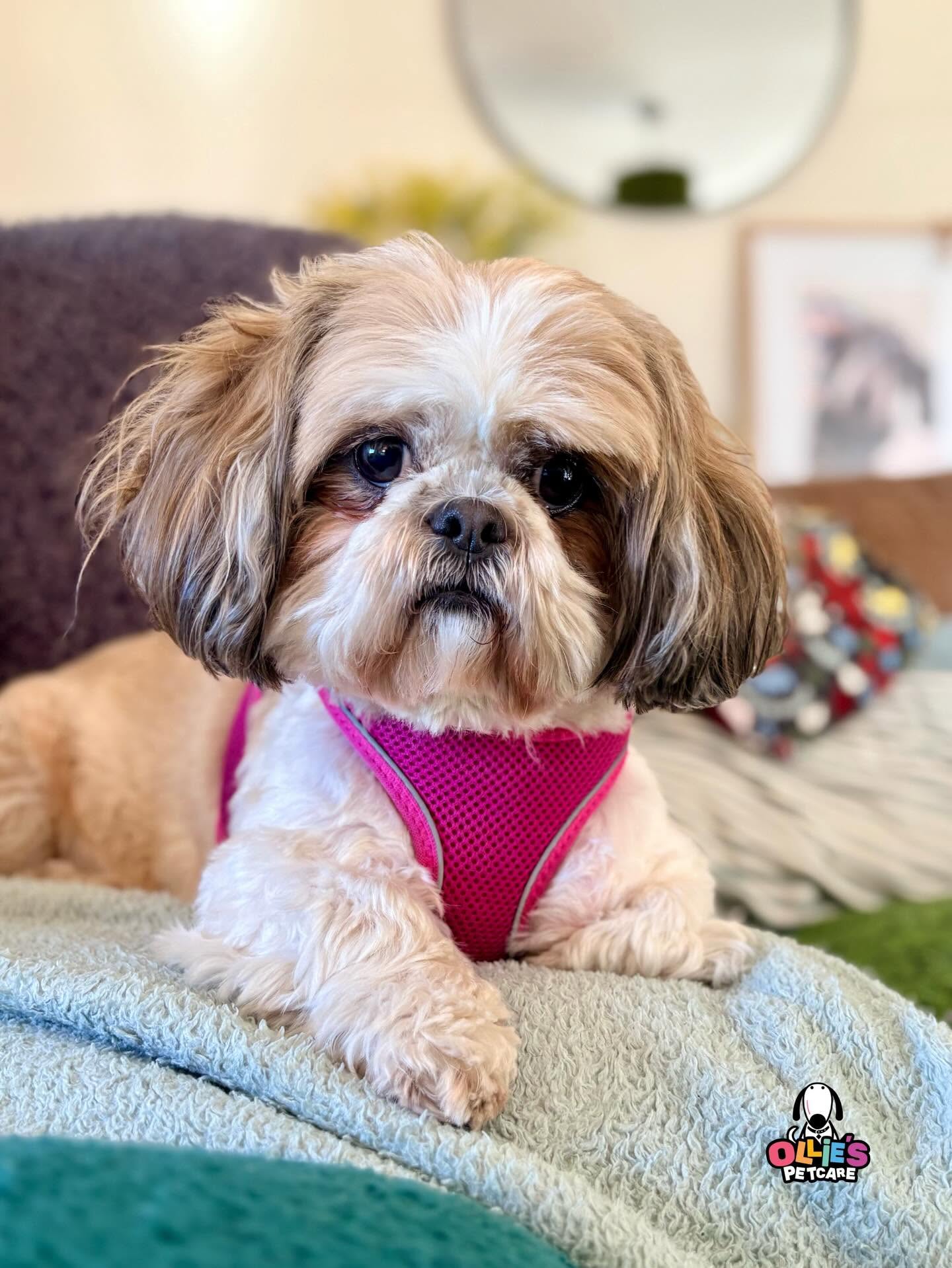 Ollie's Petcare